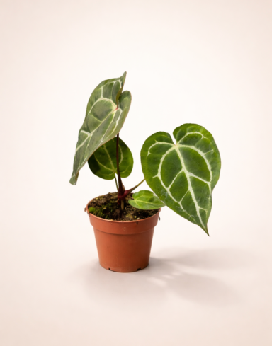 anthurium Crystallinum