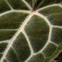 anthurium Crystallinum