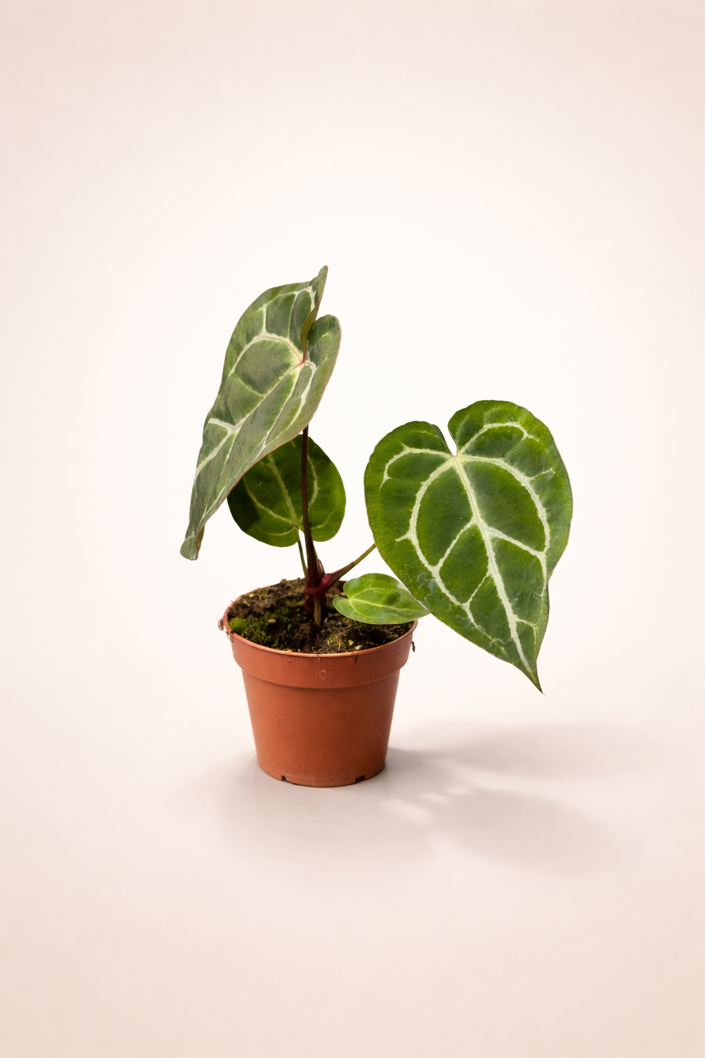 Anthurium Crystallinum Karma Crystal