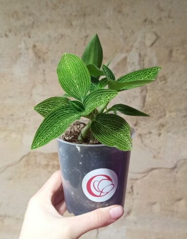 ludisia discolor alba