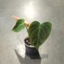 Philodendron El Choco Red feuille en coeur velour