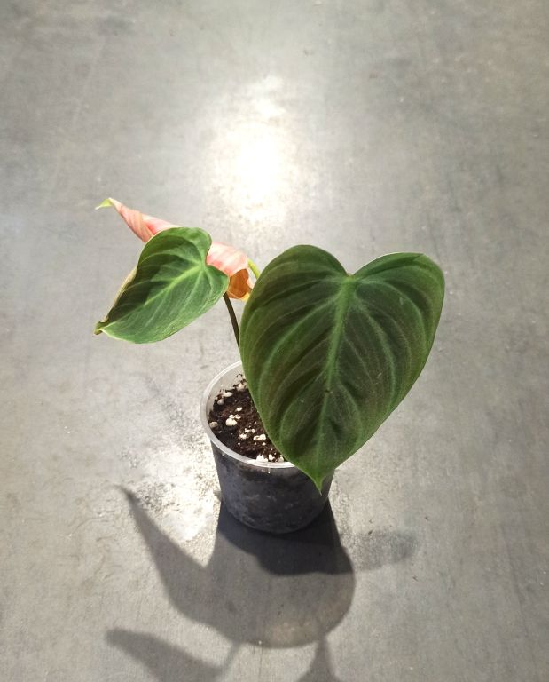 Philodendron El Choco Red feuille en coeur velour