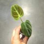 Philodendron El Choco Red feuille velour verte et rouge