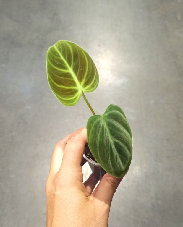 Philodendron El Choco Red feuille velour verte et rouge