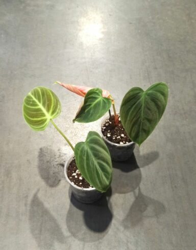 Philodendron El Choco Red taille S pot 6cm