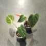 Philodendron El Choco Red taille S pot 6cm