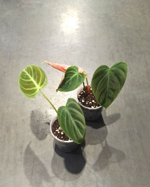 Philodendron El Choco Red taille S pot 6cm