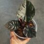 Alocasia Infernalis Black Magic