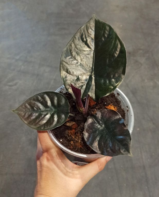 Alocasia Infernalis Black Magic