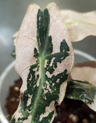 Alocasia Polly Variegata alternative
