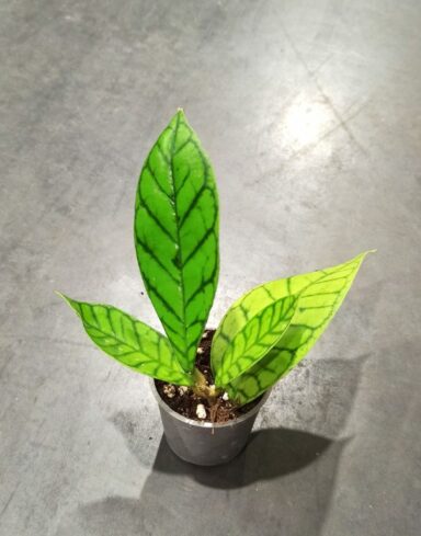 Hoya Callistophylla taille 6cm baby plante tombante