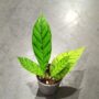 Hoya Callistophylla taille 6cm baby plante tombante