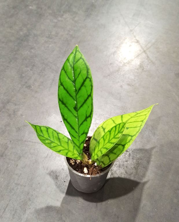 Hoya Callistophylla taille 6cm baby plante tombante
