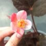 begonia taconite fleur rose