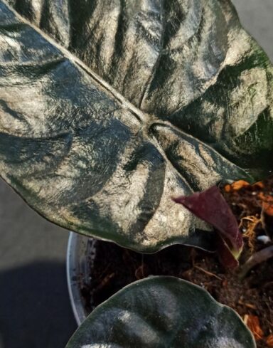 Alocasia Infernalis Black Magic alternative