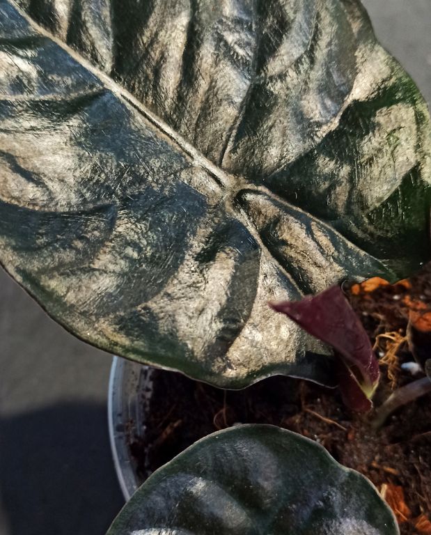 Alocasia Infernalis Black Magic