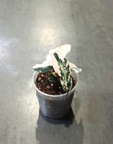 Alocasia Polly Variegata mix alocasia