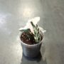Alocasia Polly Variegata mix alocasia