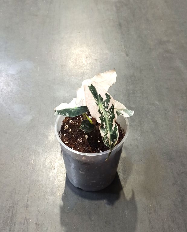 Alocasia Polly Variegata mix alocasia