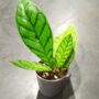 Hoya Callistophylla pot 6cm taille S