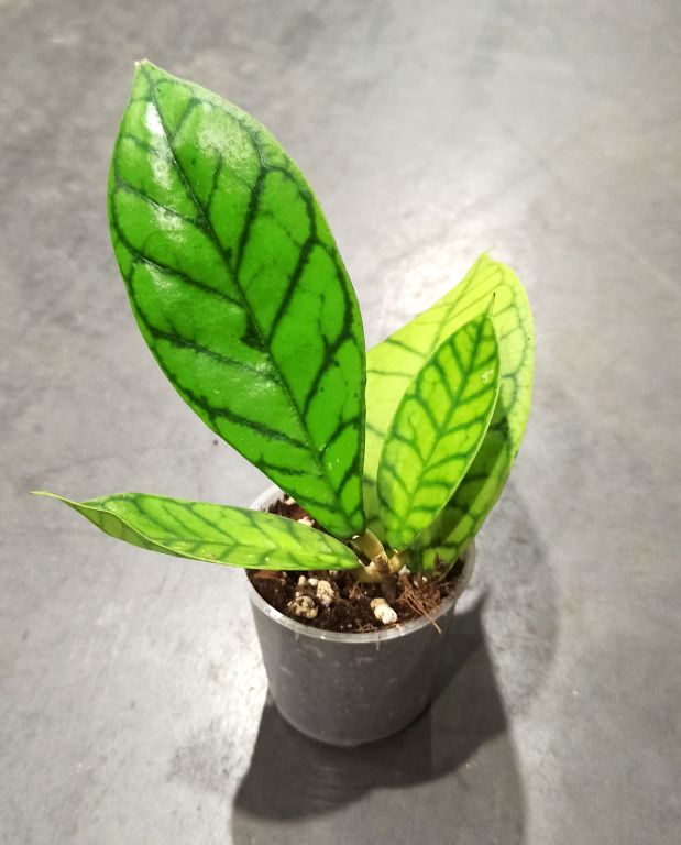 Hoya Callistophylla pot 6cm taille S