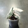 Alocasia Polly Variegata pot transparent taille M