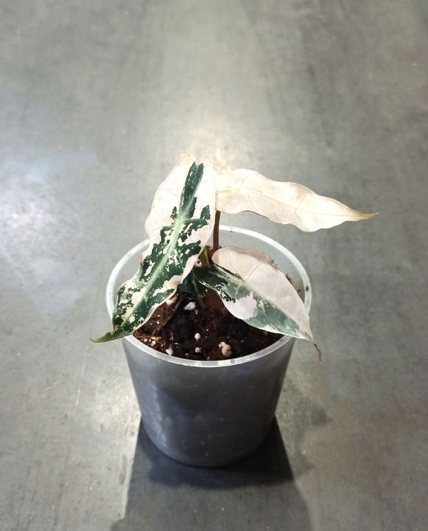 Alocasia Polly Variegata pot transparent taille M