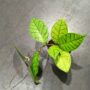 Hoya Callistophylla