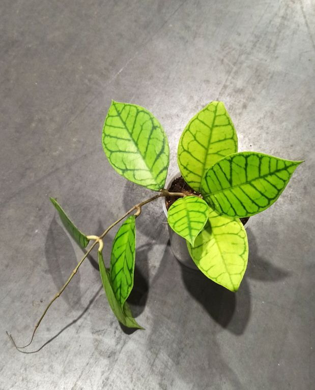 Hoya Callistophylla