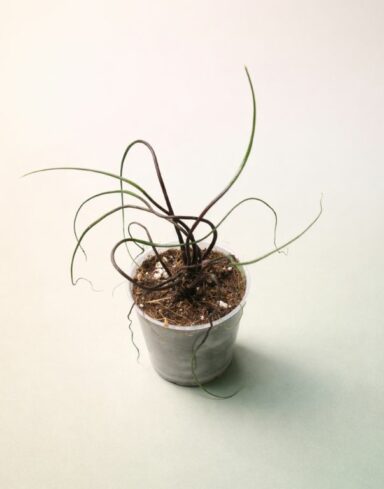 alocasia flying squid