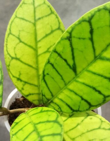 Hoya Callistophylla alternative