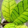Hoya Callistophylla feuillage vert tigré