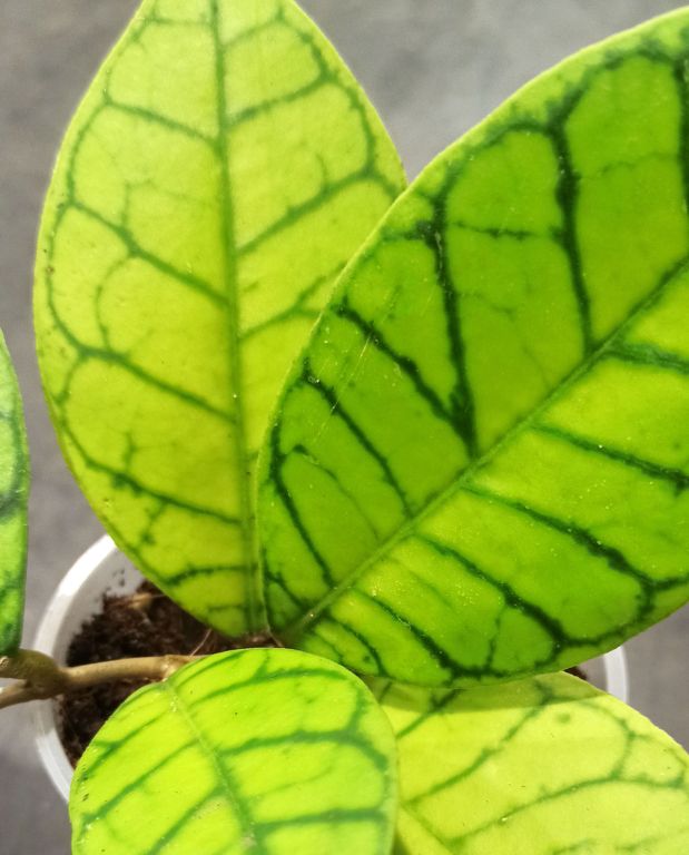 Hoya Callistophylla feuillage vert tigré