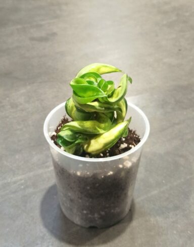 Hoya Compacta Mauna Loa pot 9cm taille S