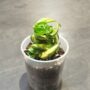 Hoya Compacta Mauna Loa pot 9cm taille S