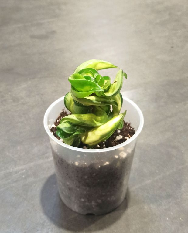 Hoya Compacta Mauna Loa pot 9cm taille S