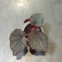 begonia taconite