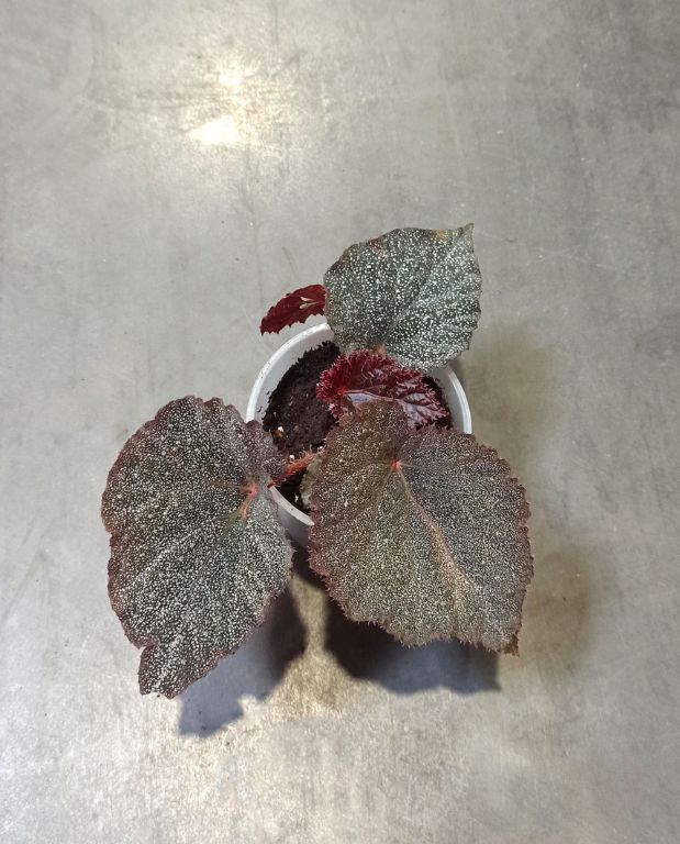 begonia taconite