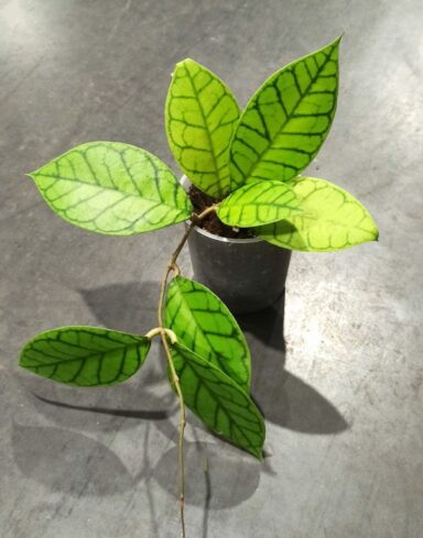 Hoya Callistophylla taille M pot 12cm