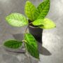 Hoya Callistophylla taille M pot 12cm