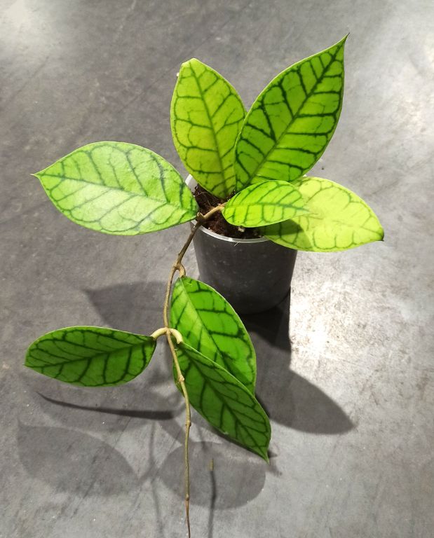 Hoya Callistophylla taille M pot 12cm