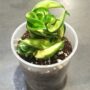 Hoya Compacta Mauna Loa feuillage variegata vert et jaune