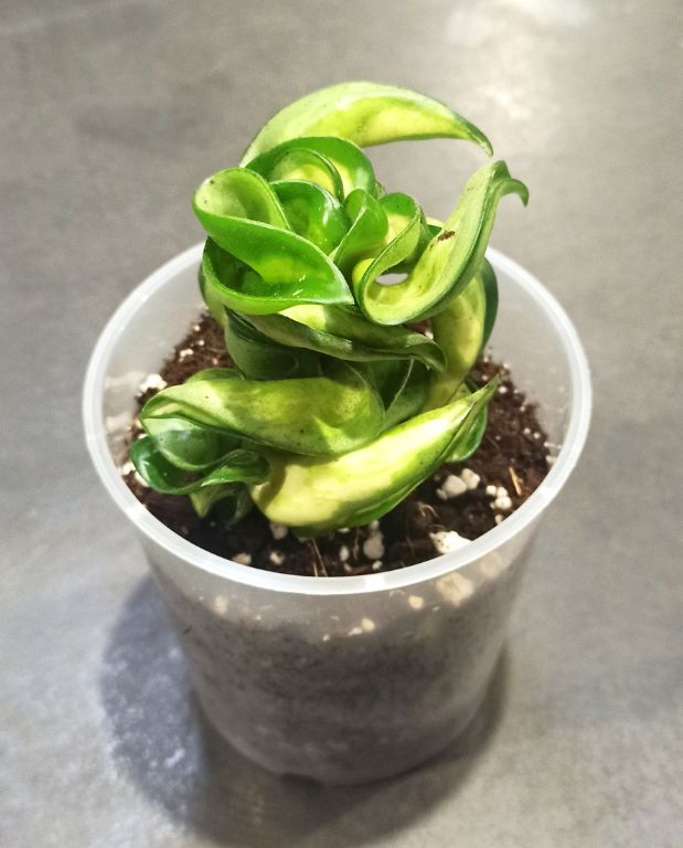 Hoya Compacta Mauna Loa feuillage variegata vert et jaune