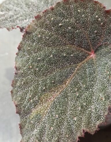 Bégonia Taconite alternative