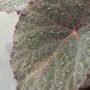 begonia taconite