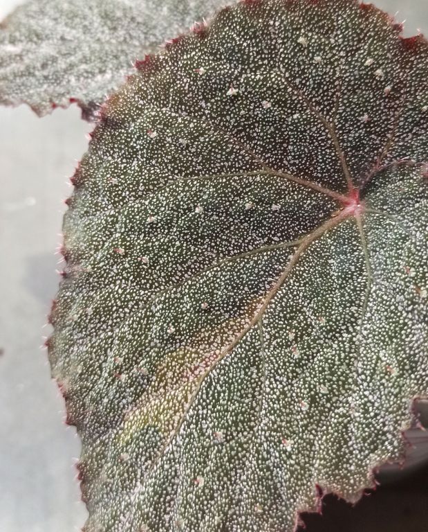 begonia taconite