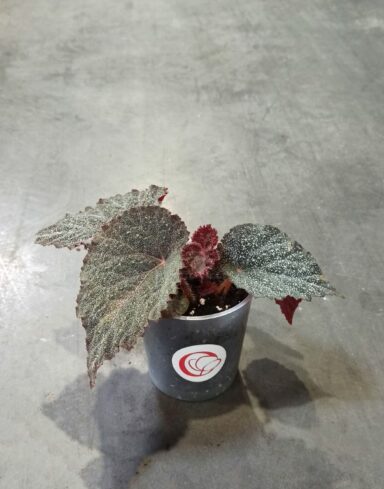 begonia taconite