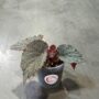 begonia taconite