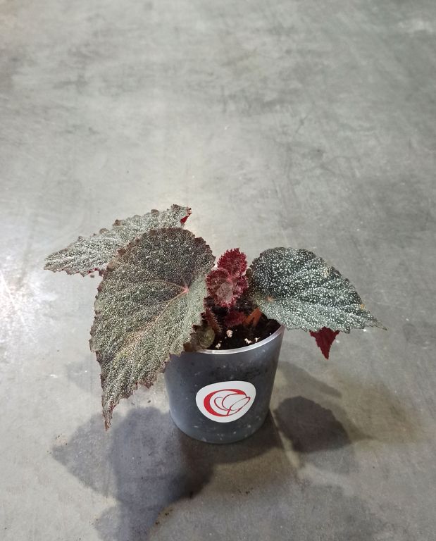begonia taconite