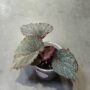 begonia taconite